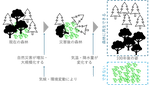 PRJ01. Localization and Development of Forest Landscape Model / 日本で使える森林景観モデルの開発